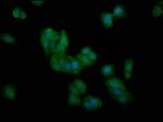 DMGDH Antibody in Immunocytochemistry (ICC/IF)