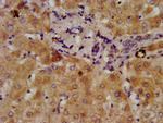 DMGDH Antibody in Immunohistochemistry (Paraffin) (IHC (P))