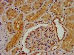 DMGDH Antibody in Immunohistochemistry (Paraffin) (IHC (P))