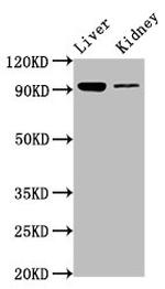 DMGDH Antibody in Western Blot (WB)