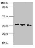 NAGK Antibody in Western Blot (WB)