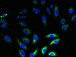 Neurensin 2 Antibody in Immunocytochemistry (ICC/IF)