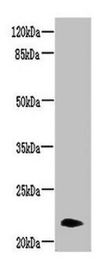 Neurensin 2 Antibody in Western Blot (WB)