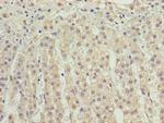 VISTA Antibody in Immunohistochemistry (Paraffin) (IHC (P))