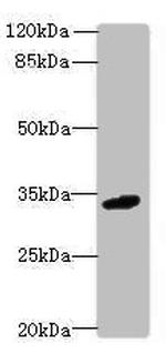 VISTA Antibody in Western Blot (WB)