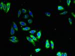 NMUR1 Antibody in Immunocytochemistry (ICC/IF)