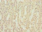 NMUR1 Antibody in Immunohistochemistry (Paraffin) (IHC (P))