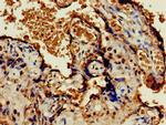 OLFML3 Antibody in Immunohistochemistry (Paraffin) (IHC (P))