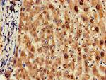 OLFML3 Antibody in Immunohistochemistry (Paraffin) (IHC (P))