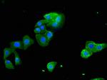 STARD9 Antibody in Immunocytochemistry (ICC/IF)