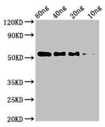 STARD9 Antibody in Western Blot (WB)