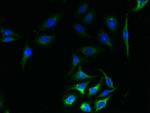 SLC23A1 Antibody in Immunocytochemistry (ICC/IF)