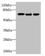 SLC23A1 Antibody in Western Blot (WB)