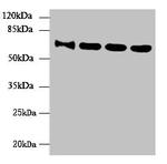 NUPL1 Antibody in Western Blot (WB)