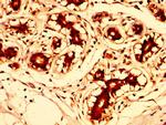 FUT8 Antibody in Immunohistochemistry (Paraffin) (IHC (P))