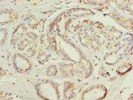 Actin-like 8 Antibody in Immunohistochemistry (Paraffin) (IHC (P))