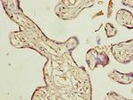 Actin-like 8 Antibody in Immunohistochemistry (Paraffin) (IHC (P))