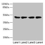 Actin-like 8 Antibody in Western Blot (WB)