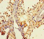 DHX35 Antibody in Immunohistochemistry (Paraffin) (IHC (P))