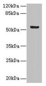 DEN2D Antibody in Western Blot (WB)