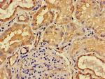 ACP6 Antibody in Immunohistochemistry (Paraffin) (IHC (P))