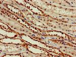 SLC6A13 Antibody in Immunohistochemistry (Paraffin) (IHC (P))