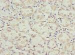 VANGL2 Antibody in Immunohistochemistry (Paraffin) (IHC (P))