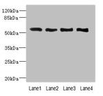 VANGL2 Antibody in Western Blot (WB)