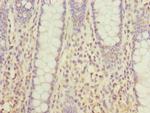 DHDH Antibody in Immunohistochemistry (Paraffin) (IHC (P))