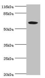 SLC13A4 Antibody in Western Blot (WB)