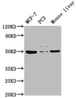 PACSIN3 Antibody in Western Blot (WB)