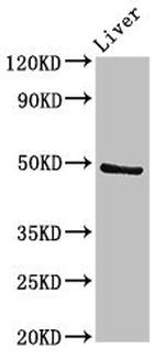 PACSIN3 Antibody in Western Blot (WB)