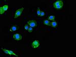 SIGLEC7 Antibody in Immunocytochemistry (ICC/IF)