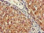 SIGLEC7 Antibody in Immunohistochemistry (Paraffin) (IHC (P))