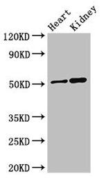 SIGLEC7 Antibody in Western Blot (WB)