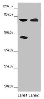 CEP83 Antibody in Western Blot (WB)