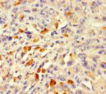 Actin-like 7A Antibody in Immunohistochemistry (Paraffin) (IHC (P))