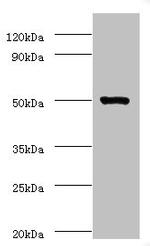 Actin-like 7A Antibody in Western Blot (WB)