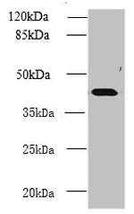 NME7 Antibody in Western Blot (WB)