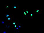 ICE1 Antibody in Immunocytochemistry (ICC/IF)