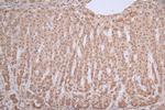 ICE1 Antibody in Immunohistochemistry (Paraffin) (IHC (P))