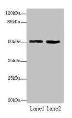 TZFP Antibody in Western Blot (WB)