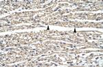 GZF1 Antibody in Immunohistochemistry (IHC)