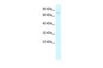 GZF1 Antibody in Western Blot (WB)