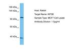 Kinesin 5B Antibody in Western Blot (WB)