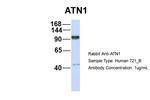 Atrophin 1 Antibody in Western Blot (WB)