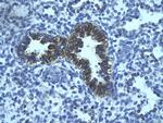 PHF16 Antibody in Immunohistochemistry (Paraffin) (IHC (P))