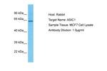 ASIC1 Antibody in Western Blot (WB)