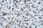 KCNK13 Antibody in Immunohistochemistry (Paraffin) (IHC (P))