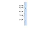 ZNF74 Antibody in Western Blot (WB)